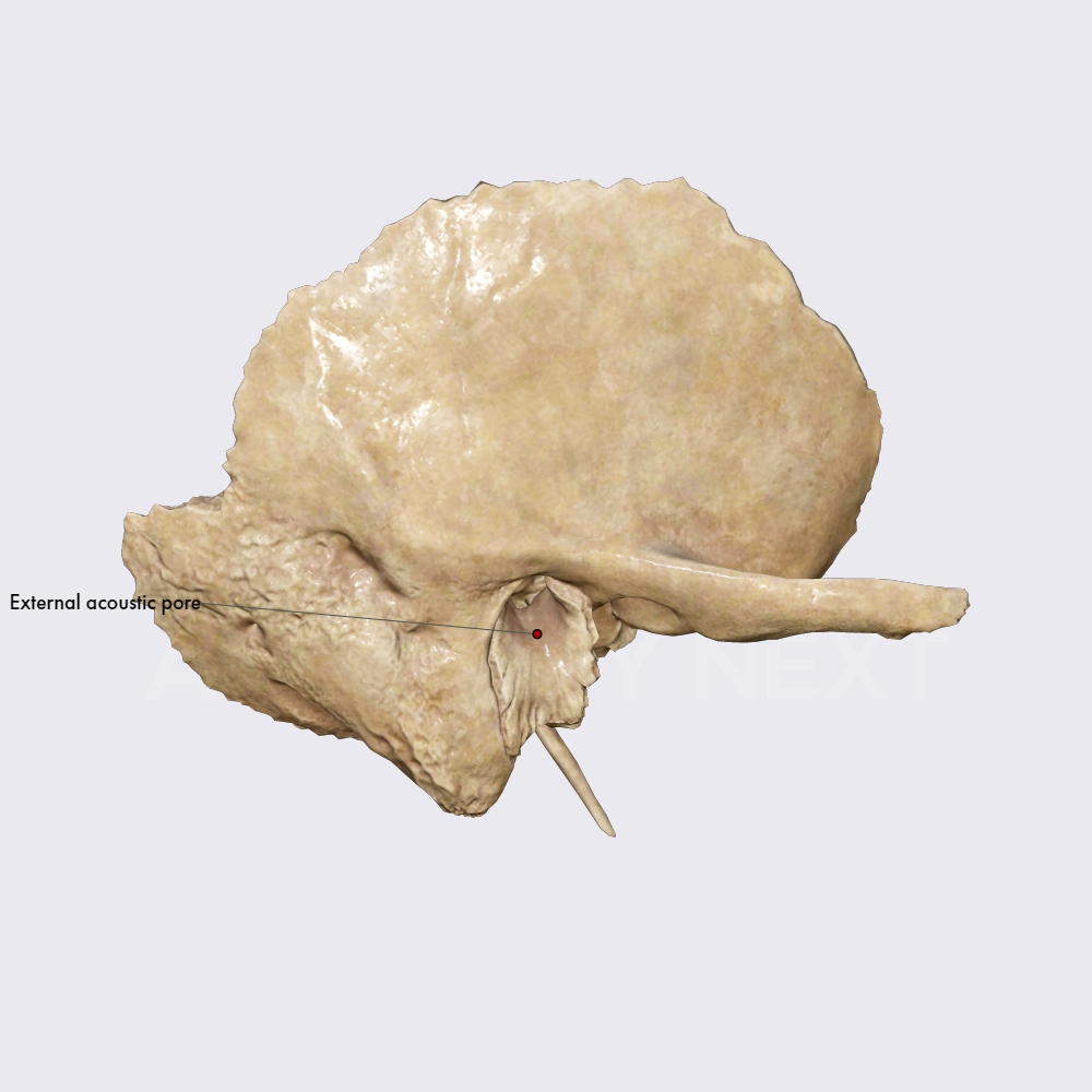 Tympanic Part Of Temporal Bone Skull Head And Neck Anatomyapp Learn Anatomy 3d Models 8372